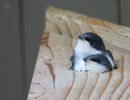 baby swallows watching 7