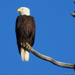 bald eagle twin lakes 7