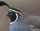 california quail dec 2021