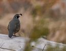 california quail marr pond 4 25