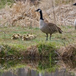 canadian geese goslings wla 4 25 20