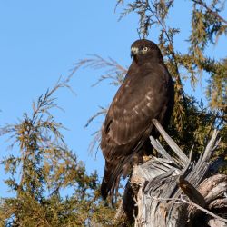 chocolate redtail pt rd 12 6 20