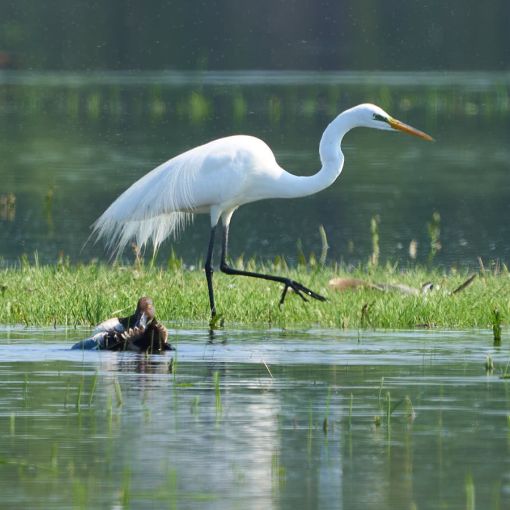 great egret ladd marsh 5 20 23