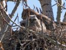 great horned owl nest owlettet crow cr 5 7 20