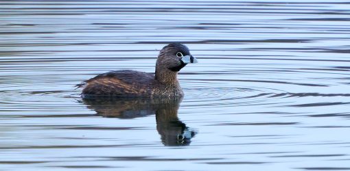 pied billed grebe mcnary mar 22