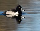 ring necked duck mcnary mar 22