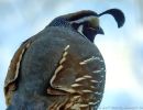 winter california quail